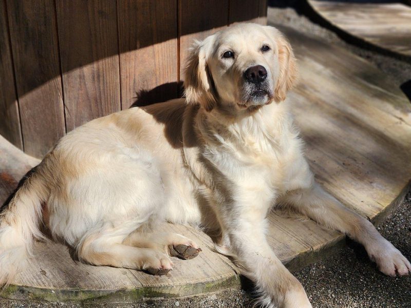 Leia_DAMS_frontpagereplacementphoto