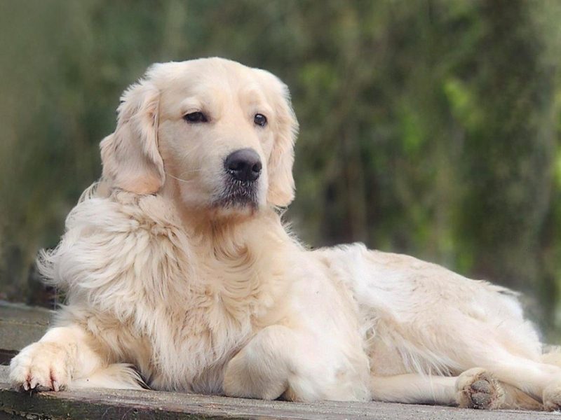 Tonka_replacement_Sire_frontpage